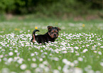 Australian Terrier puppy