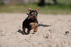 Australian Terrier puppy