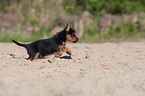 Australian Terrier puppy