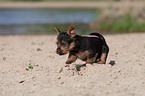 Australian Terrier puppy