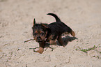 Australian Terrier puppy