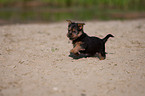 Australian Terrier puppy