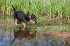 Australian Terrier puppy