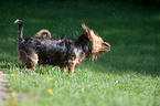 Australian Terrier