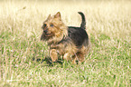 running Australian Terrier