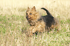 running Australian Terrier