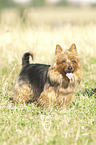 standing Australian Terrier