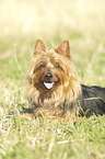 lying Australian Terrier