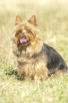 sitting Australian Terrier