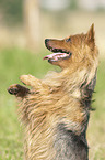 begging Australian Terrier