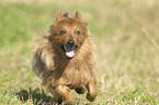 running Australian Terrier