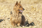 standing Australian Terrier