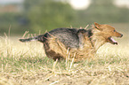 running Australian Terrier