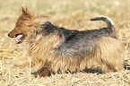 running Australian Terrier