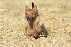 running Australian Terrier