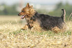 running Australian Terrier