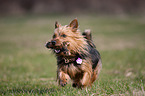 running Australian Terrier