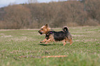 running Australian Terrier