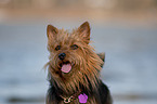 Australian Terrier Portrait