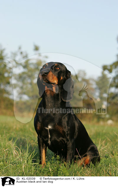Austrian black and tan dog / KL-02039