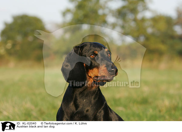 Austrian black and tan dog / KL-02040