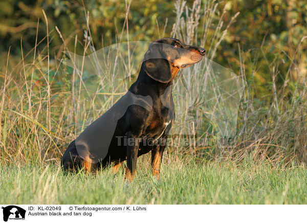 Austrian black and tan dog / KL-02049