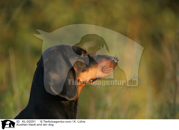 Austrian black and tan dog / KL-02051