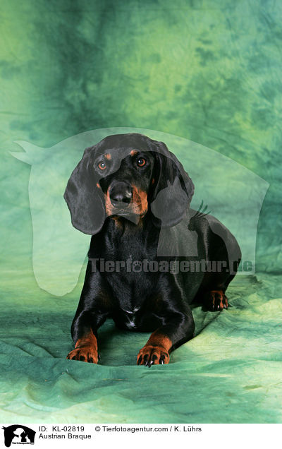 Austrian Braque / KL-02819