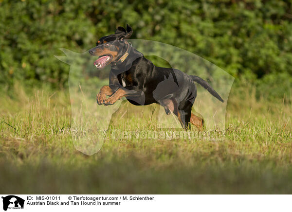 Austrian Black and Tan Hound in summer / MIS-01011