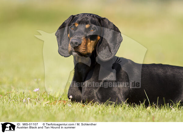 Austrian Black and Tan Hound in summer / MIS-01107