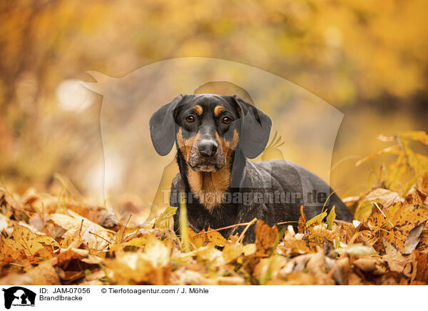 Brandlbracke / Brandlbracke / JAM-07056