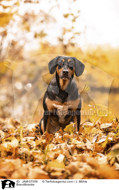 Brandlbracke / Brandlbracke / JAM-07058