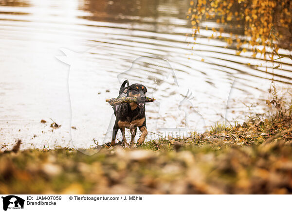 Brandlbracke / Brandlbracke / JAM-07059