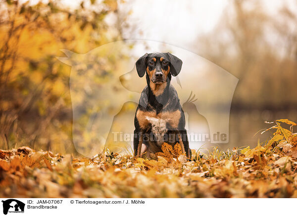 Brandlbracke / Brandlbracke / JAM-07067