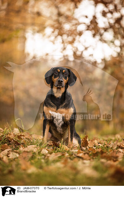 Brandlbracke / Brandlbracke / JAM-07070