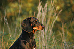 Austrian black and tan dog