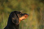 Austrian black and tan dog