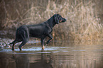 Austrian Black and Tan Hound