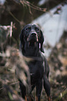 Austrian Black and Tan Hound