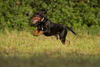 Austrian Black and Tan Hound in summer