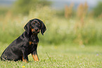 Austrian Black and Tan Hound in summer