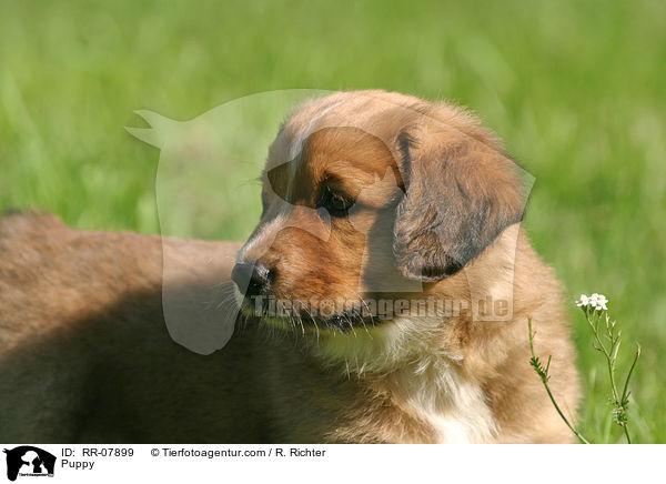 sterreichischer Pinscher Welpe / Puppy / RR-07899