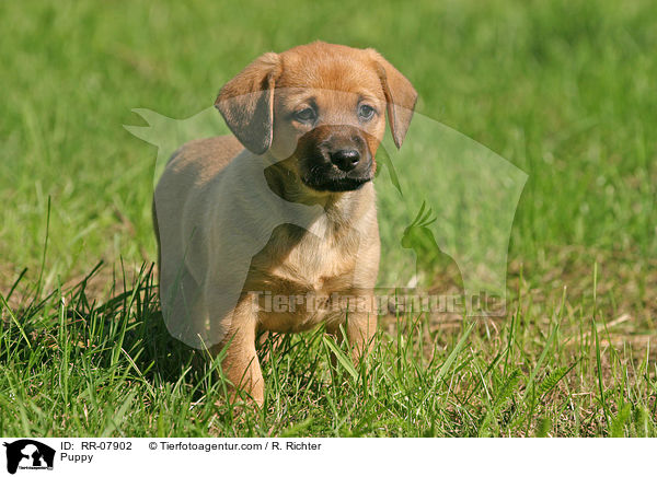 sterreichischer Pinscher Welpe / Puppy / RR-07902
