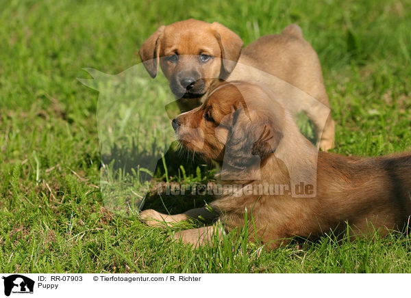 sterreichischer Pinscher Welpe / Puppy / RR-07903