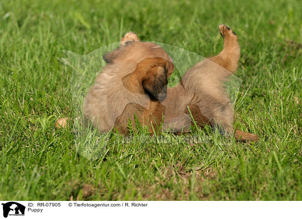 sterreichischer Pinscher Welpe / Puppy / RR-07905