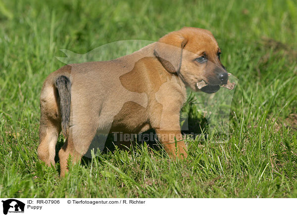 sterreichischer Pinscher Welpe / Puppy / RR-07906