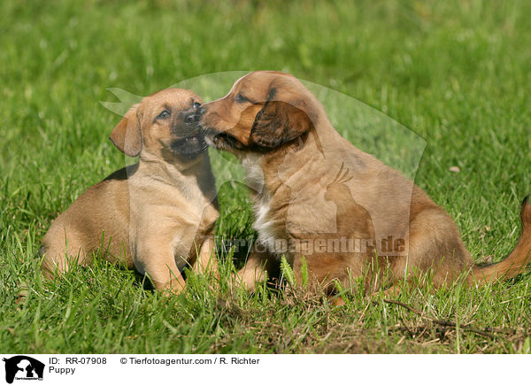 sterreichischer Pinscher Welpe / Puppy / RR-07908