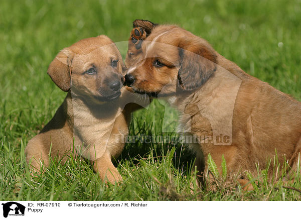 sterreichischer Pinscher Welpe / Puppy / RR-07910