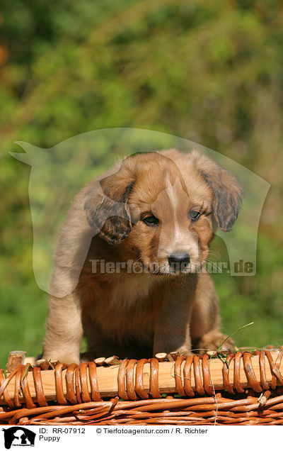 sterreichischer Pinscher Welpe / Puppy / RR-07912