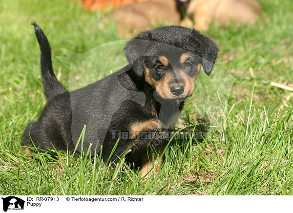 sterreichischer Pinscher Welpe / Puppy / RR-07913
